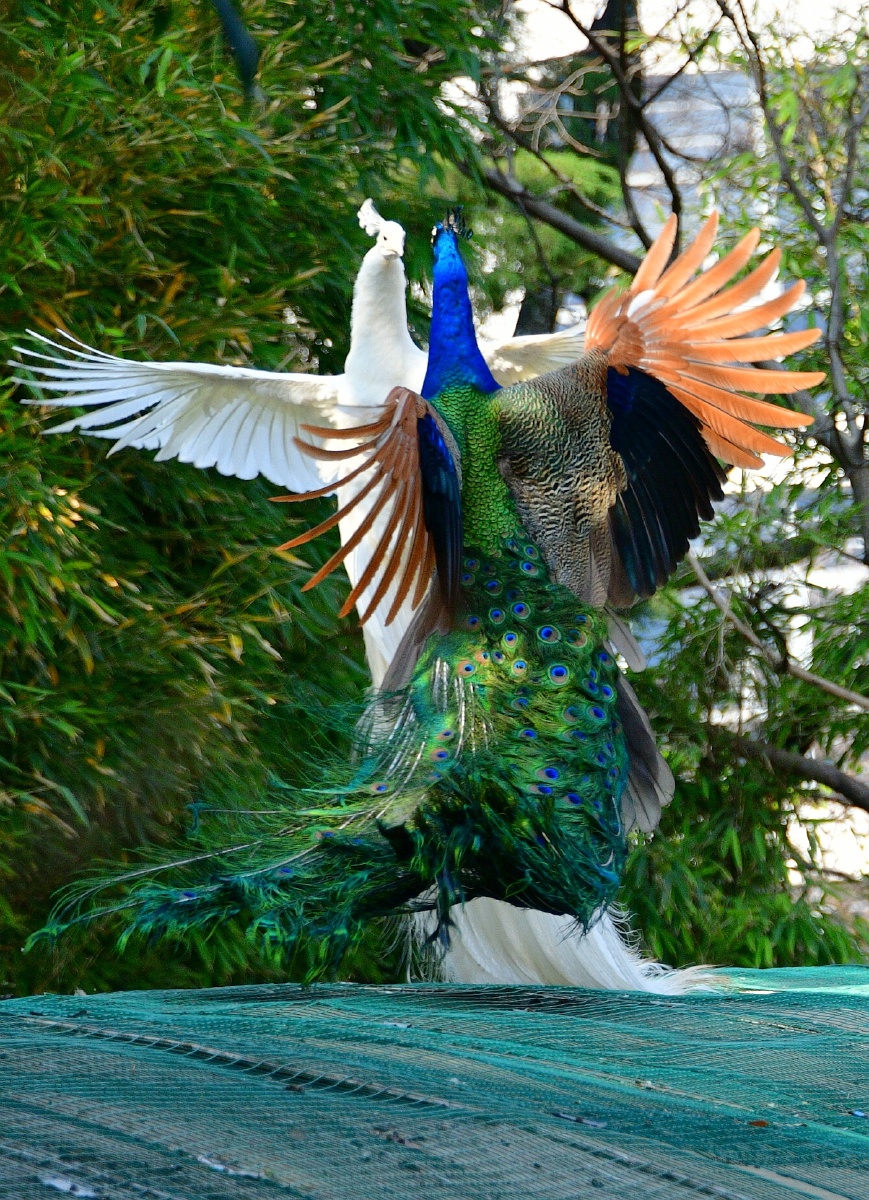 春拍鸟类争斗中的白孔雀与蓝孔雀
