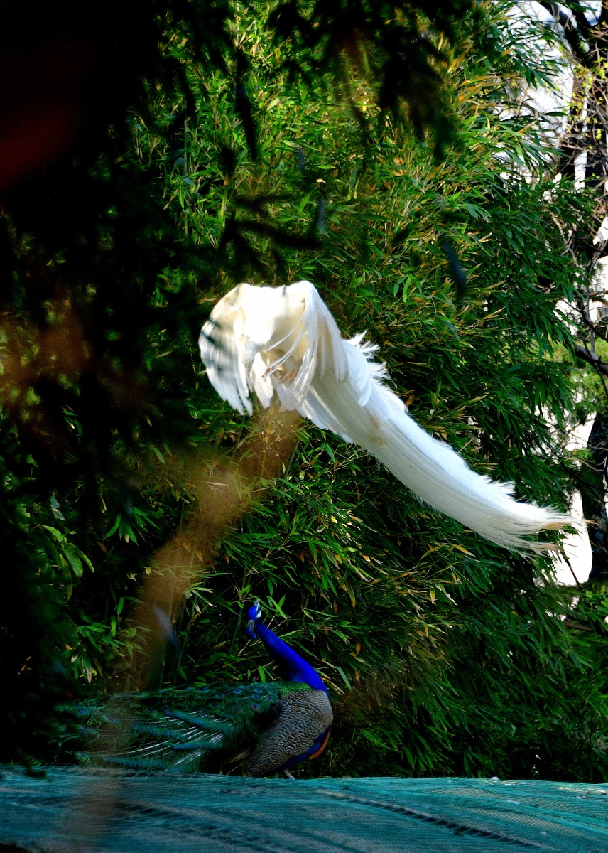 春拍鸟类争斗中的白孔雀与蓝孔雀