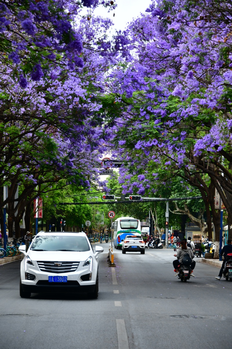 城市风景:蓝楹花大道(昆明市教场中路) - 小鹰影像 - 图虫