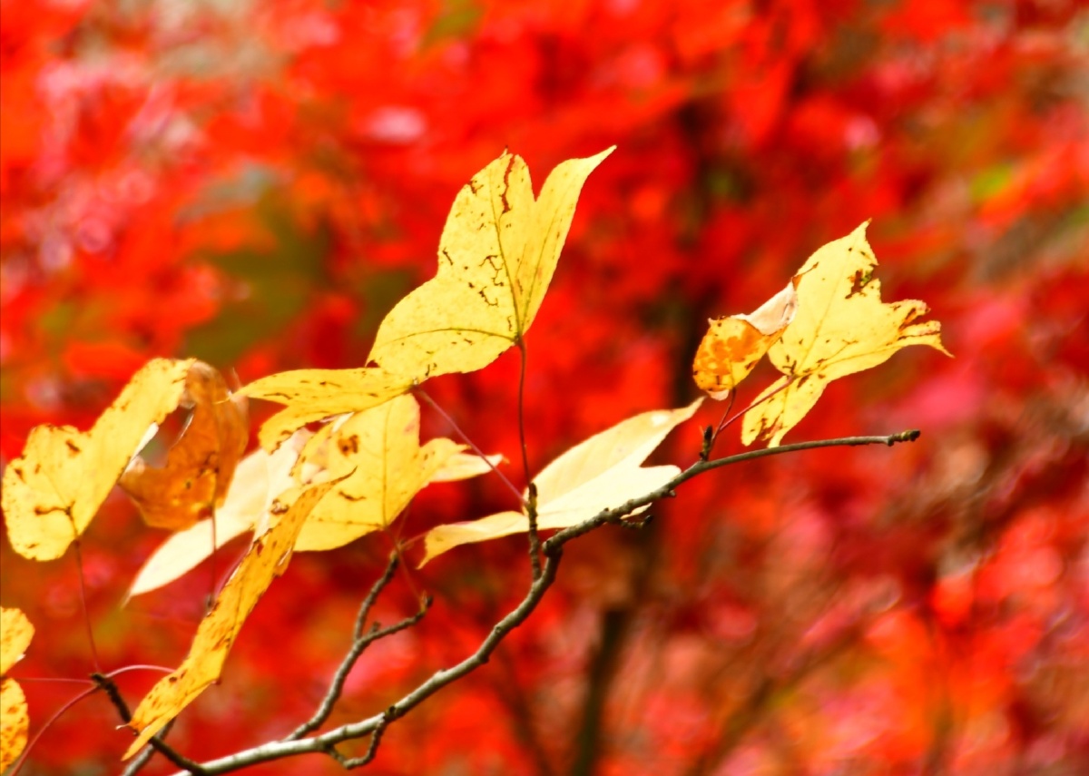 2021立冬红叶秋已去风景依在