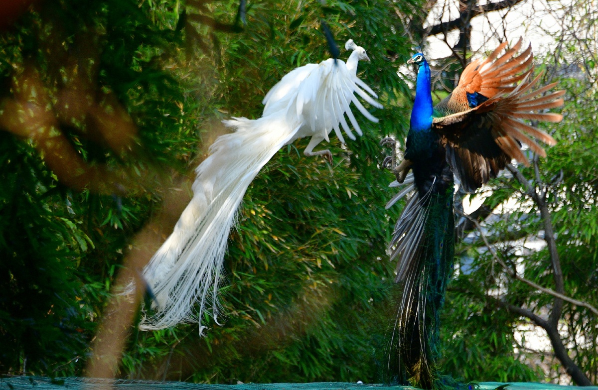 春拍鸟类争斗中的白孔雀与蓝孔雀