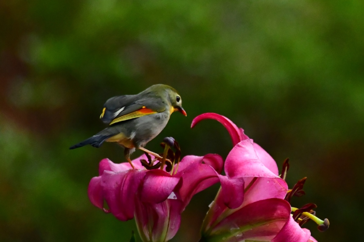 冬拍鸟类小鸟与百合花