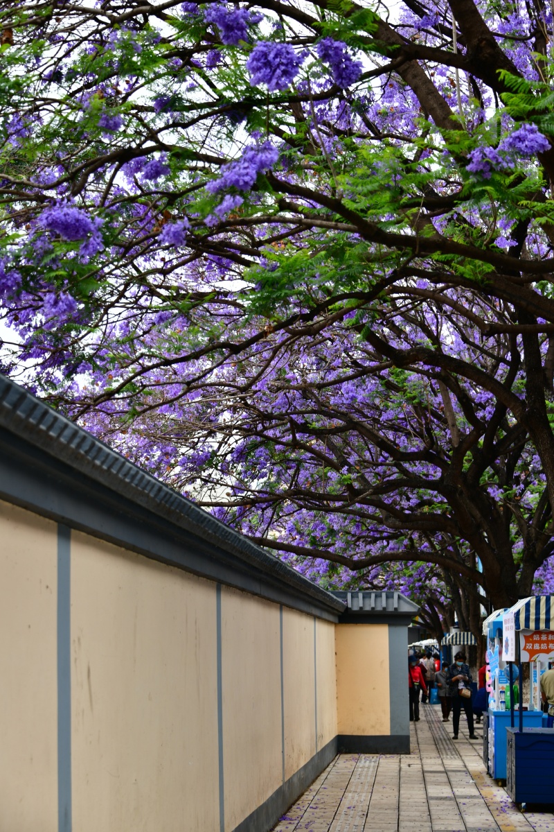 城市风景蓝楹花大道昆明市教场中路