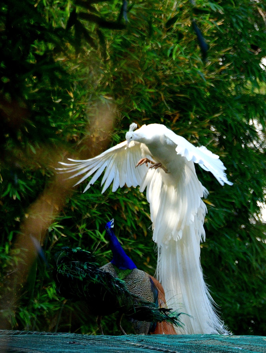 春拍鸟类争斗中的白孔雀与蓝孔雀