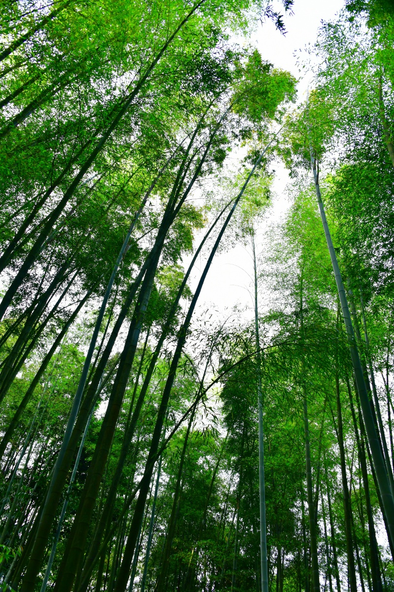 蜀南竹海(图组):竹海的竹林 - 小鹰影像 - 图虫