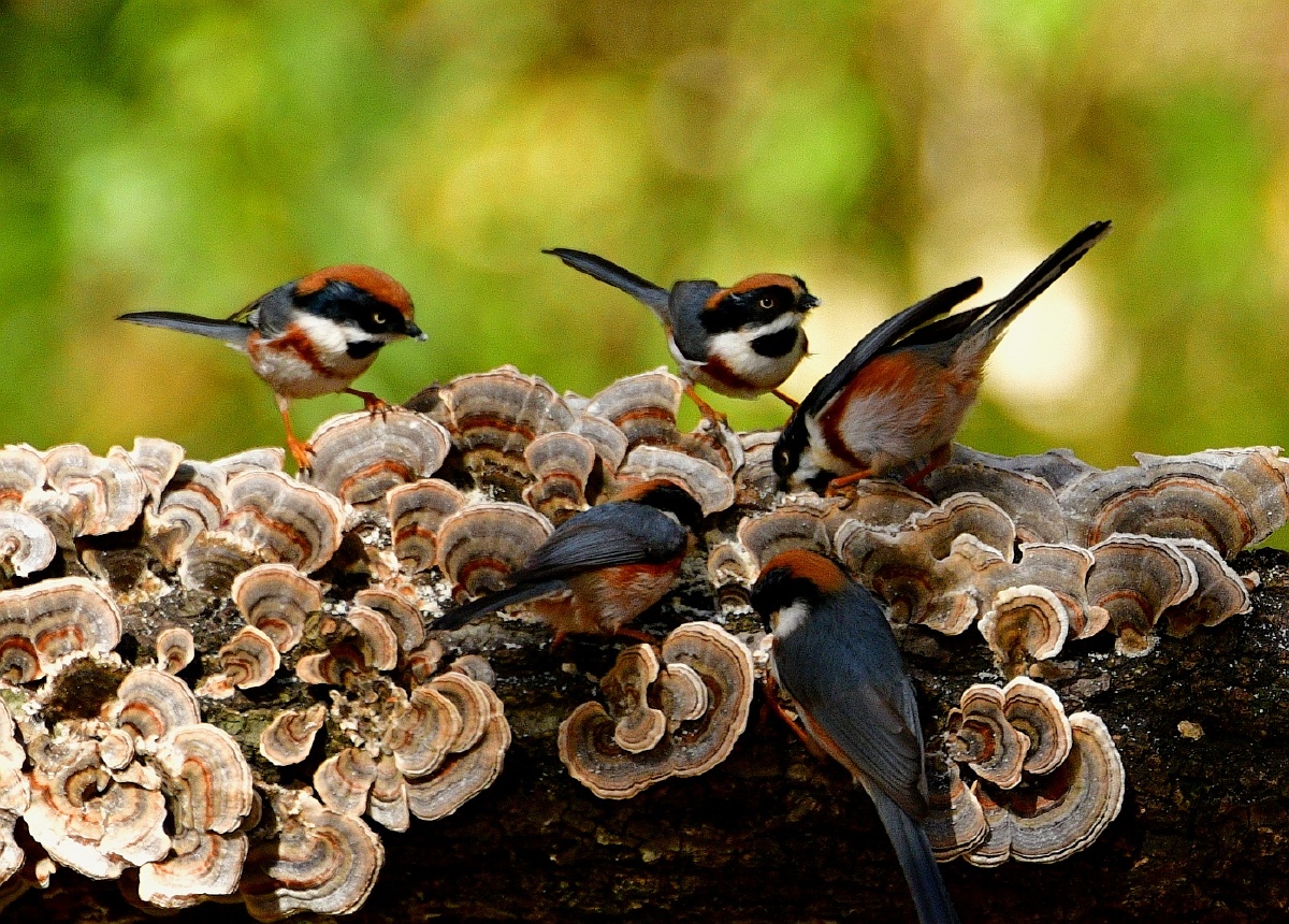 2022冬天野生鸟类山雀
