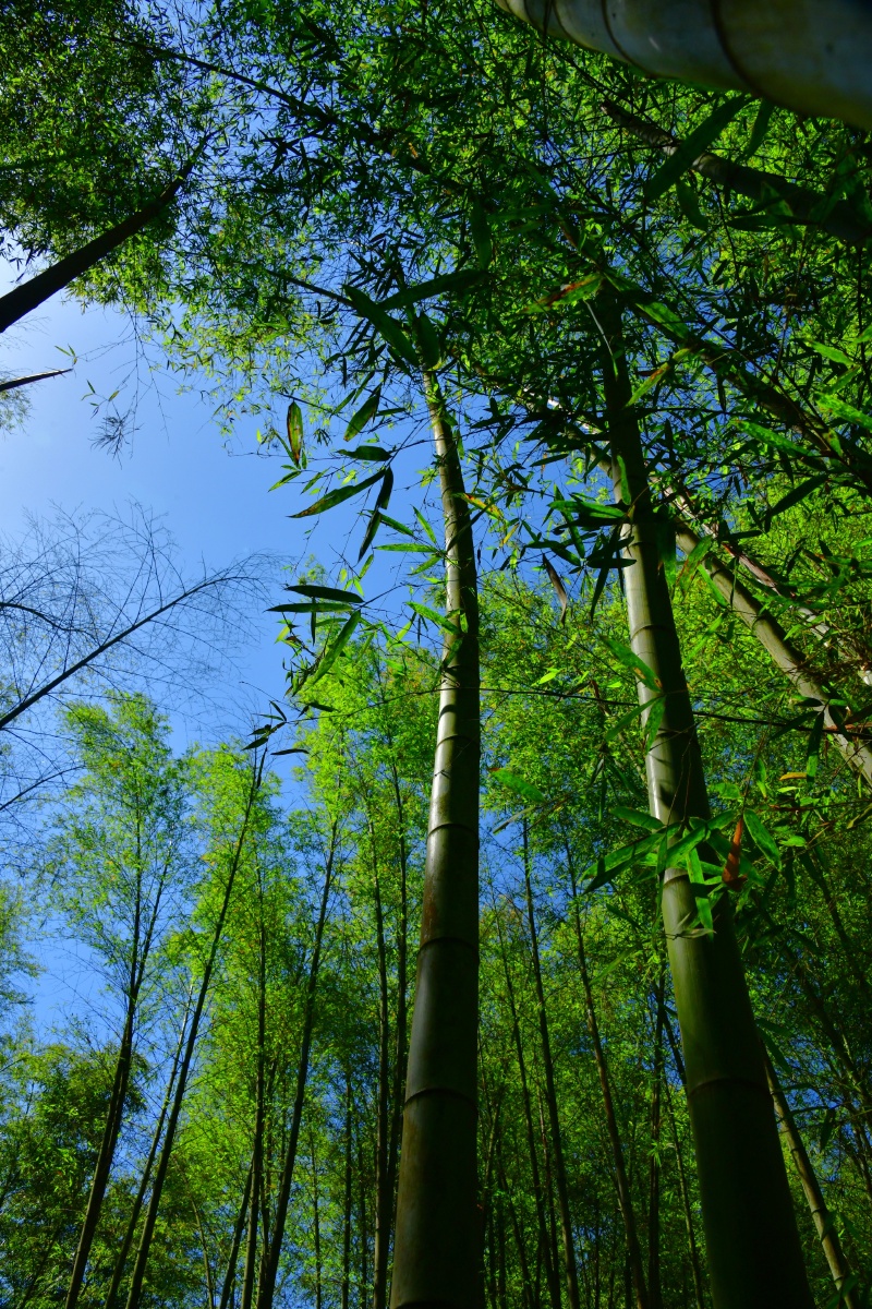 蜀南竹海图组云雾竹子山峰竹林小道天空