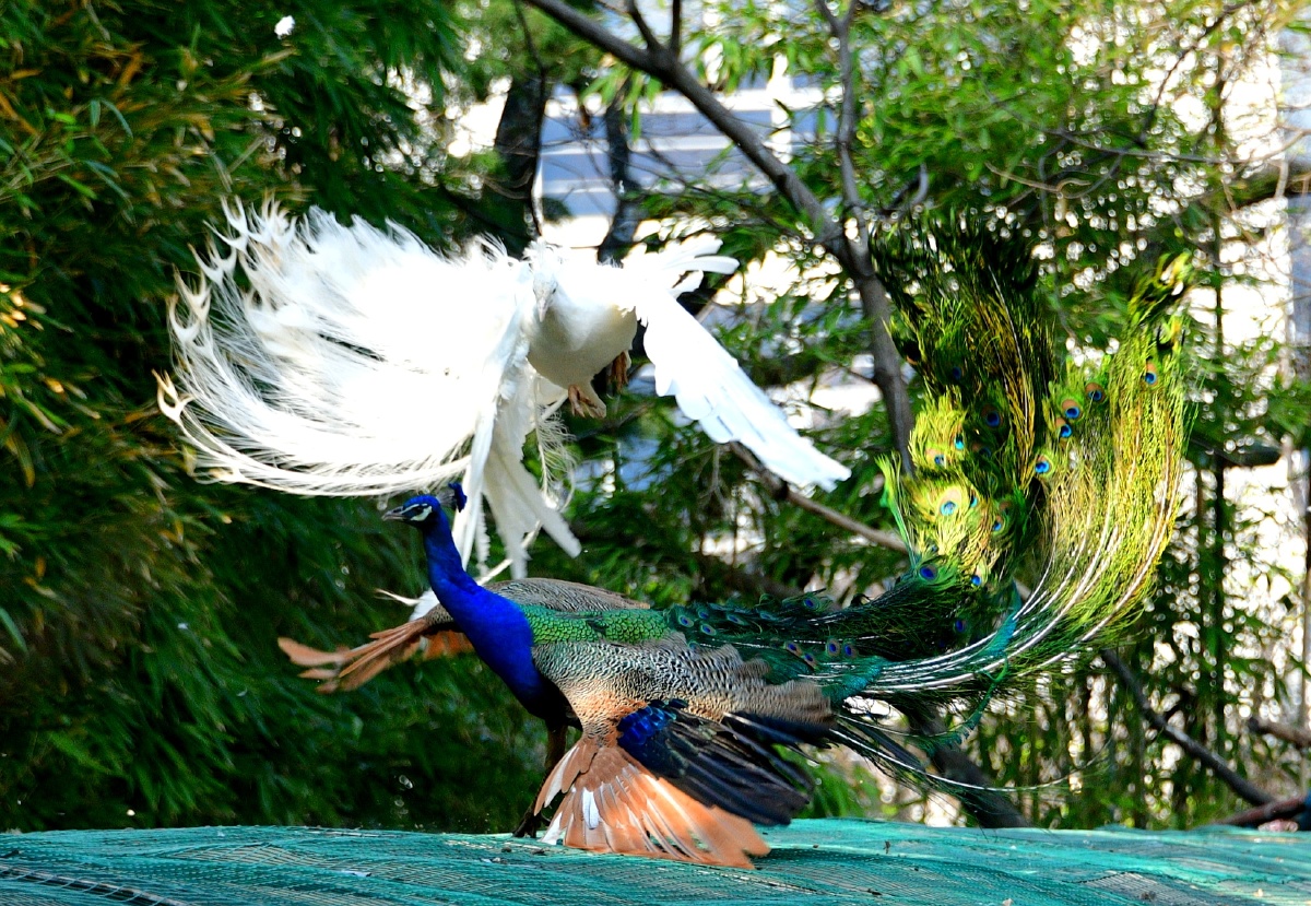春拍鸟类争斗中的白孔雀与蓝孔雀