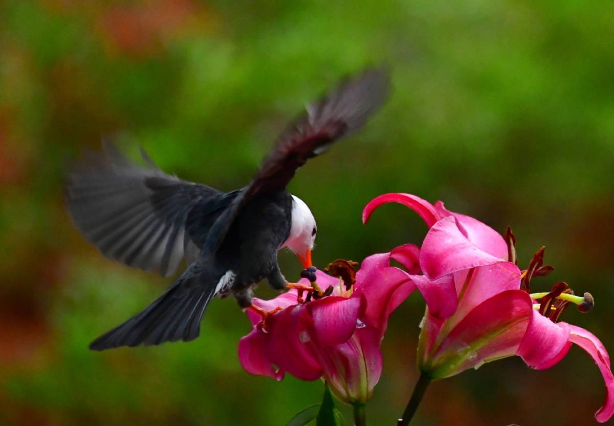冬拍鸟类(小鸟与百合花) - 小鹰影像 - 图虫