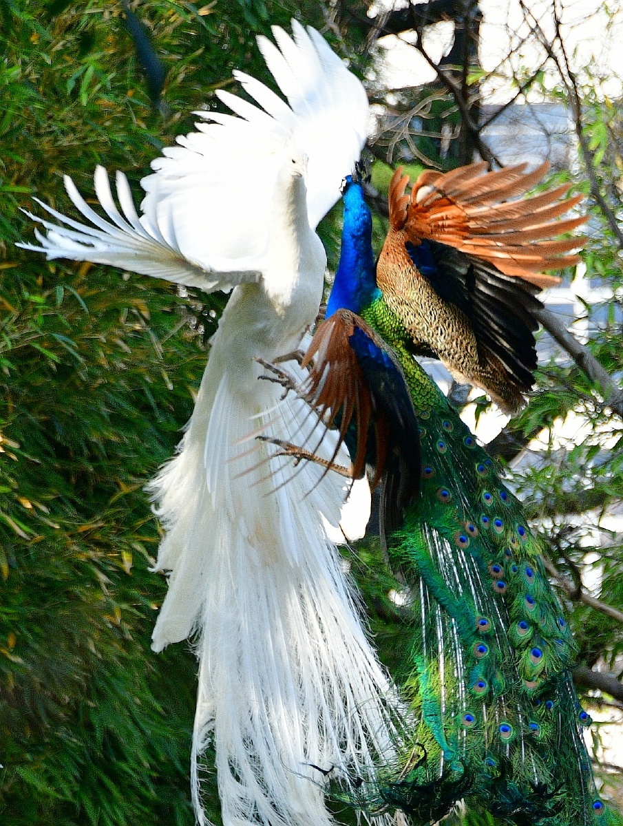 2022春天大鸟:蓝白孔雀共舞 - 小鹰影像 - 图虫