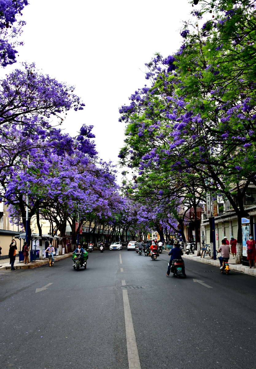 城市风景蓝楹花大道昆明市教场中路