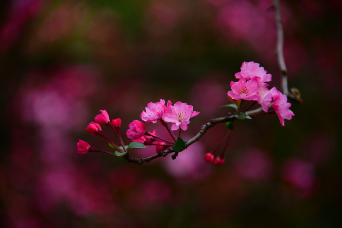 春暖花开阳春三月纪录樱花海棠花齐放景色