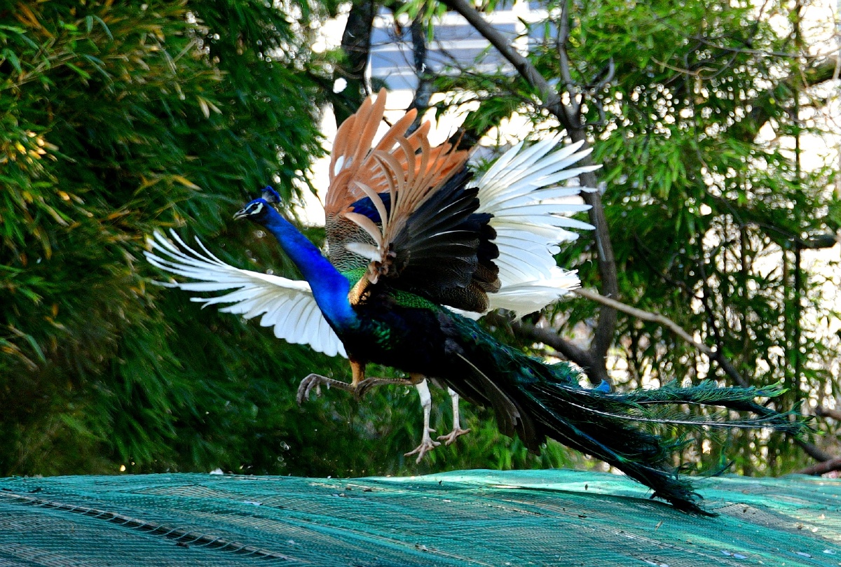 春拍鸟类争斗中的白孔雀与蓝孔雀