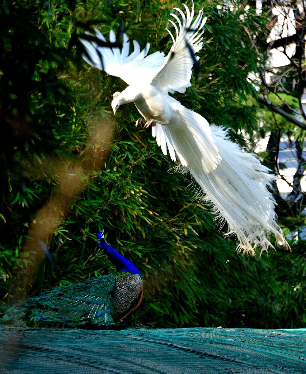 春拍鸟类争斗中的白孔雀与蓝孔雀