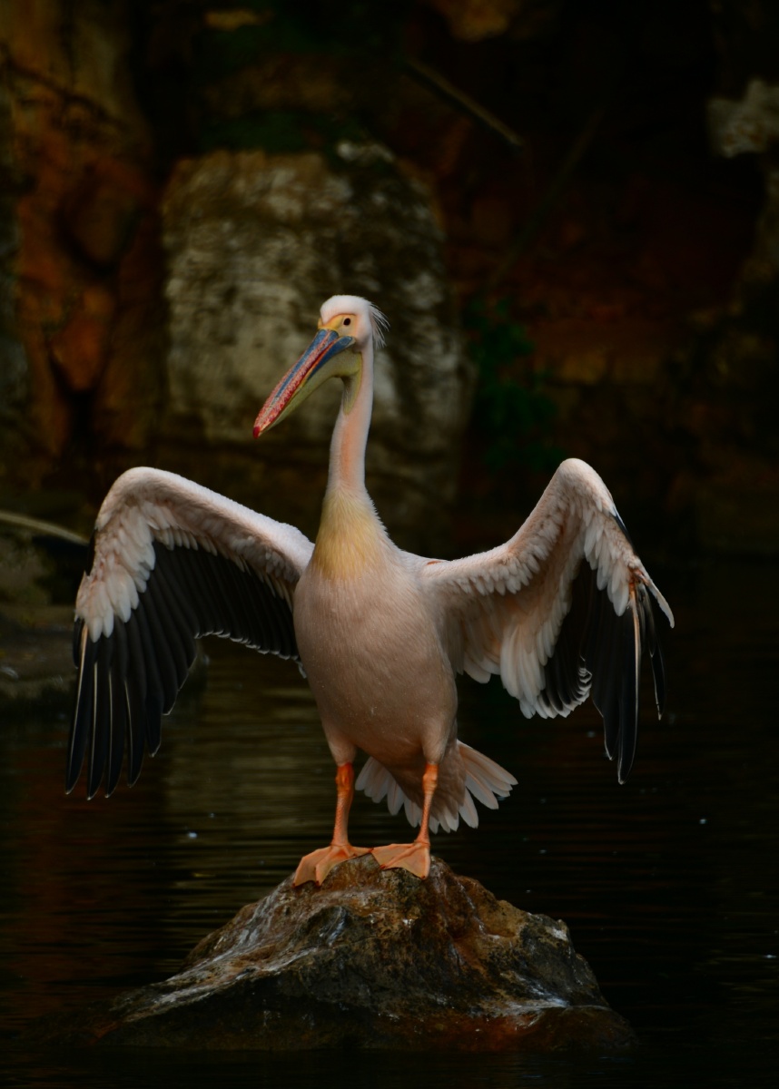 2022冬天鸟类:鹈鹕,火烈鸟 - 小鹰影像 - 图虫