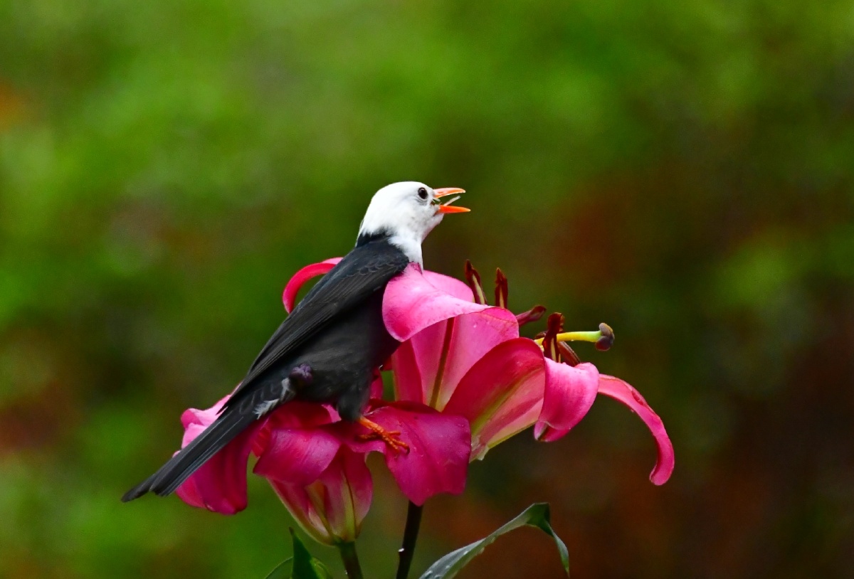 冬拍鸟类(小鸟与百合花) - 小鹰影像 - 图虫