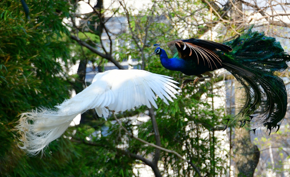 春拍鸟类争斗中的白孔雀与蓝孔雀