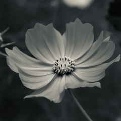 63ABF0E3-8C5A-4C00-938E-E6F180280ED4/L0/001