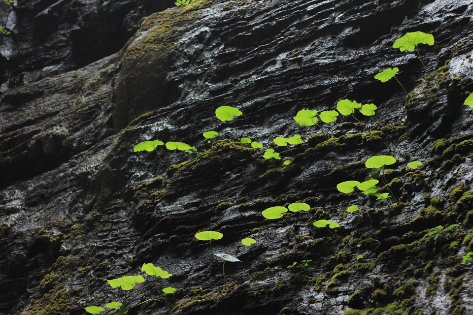 百里峡奇景 br /> 峡谷石头上长的草