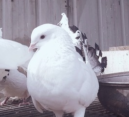 29416