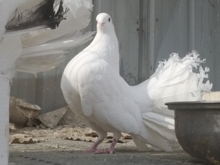 29404