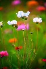F57E857F-B7AA-420B-95D4-39F4EC89ECD3/L0/001