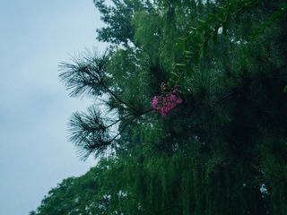 A1D15A82-BC36-4E9F-886F-AA7D4F9691A3/L0/001