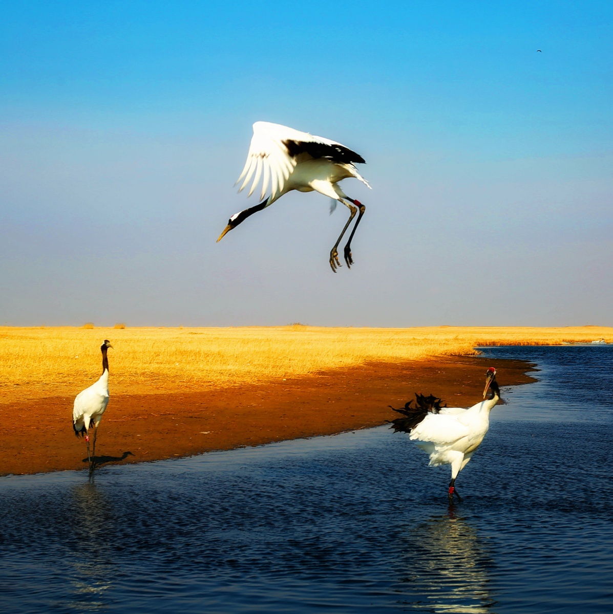 春季扎龙仙鹤美 - 张亮齐齐哈尔 - 图虫