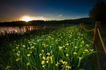 《天元边的落日黄花》