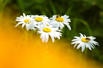 《花》