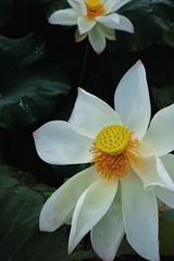 8F0FD726-F7C2-493A-AB34-D9877581CD31/L0/001