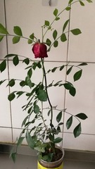 1305039