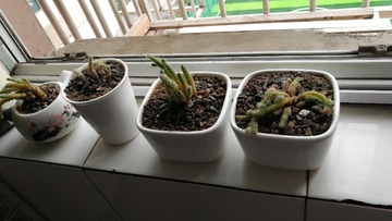1305047