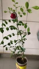 1305044