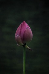 3C1E80A9-F4EA-40D0-8FBE-588319F102DB/L0/001