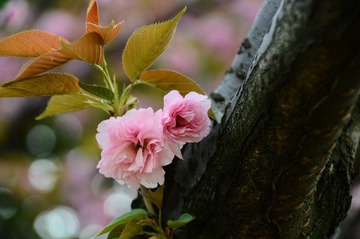 DSC_4797.JPG
