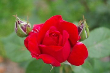IMGP0019.JPG
