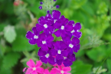 IMGP0070.JPG