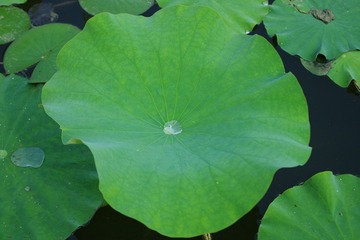 IMGP0081.JPG