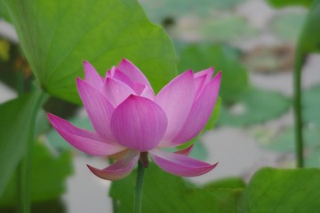 IMGP0575.JPG