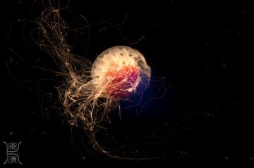 Jelly fish