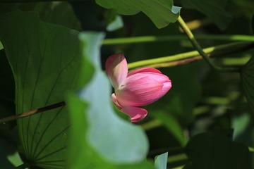多彩甲壳虫
