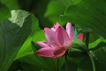 多彩甲壳虫
