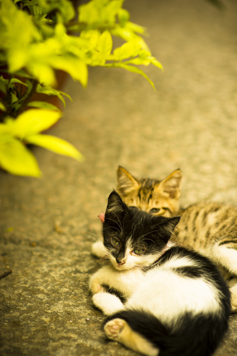 午后小时光 br /> 慵懒,慵懒,很慵懒