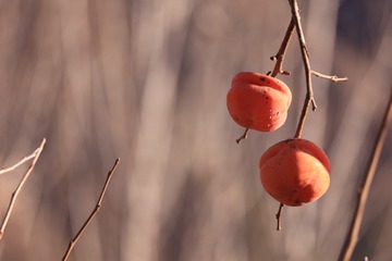 54300