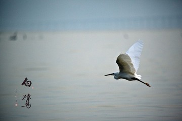 IMG_8152.jpg