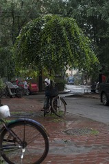 _HZW1381