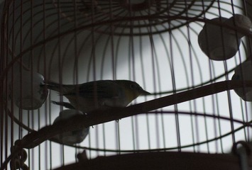 _HZW1273