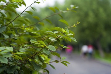 _HZW0874