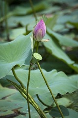 _HZW0793